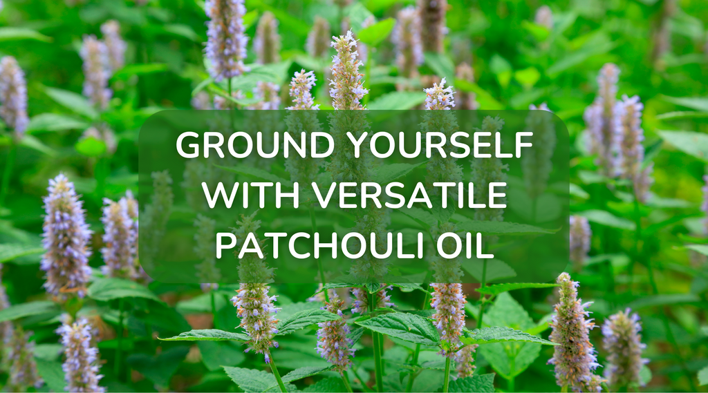 green and purple patchouli plants