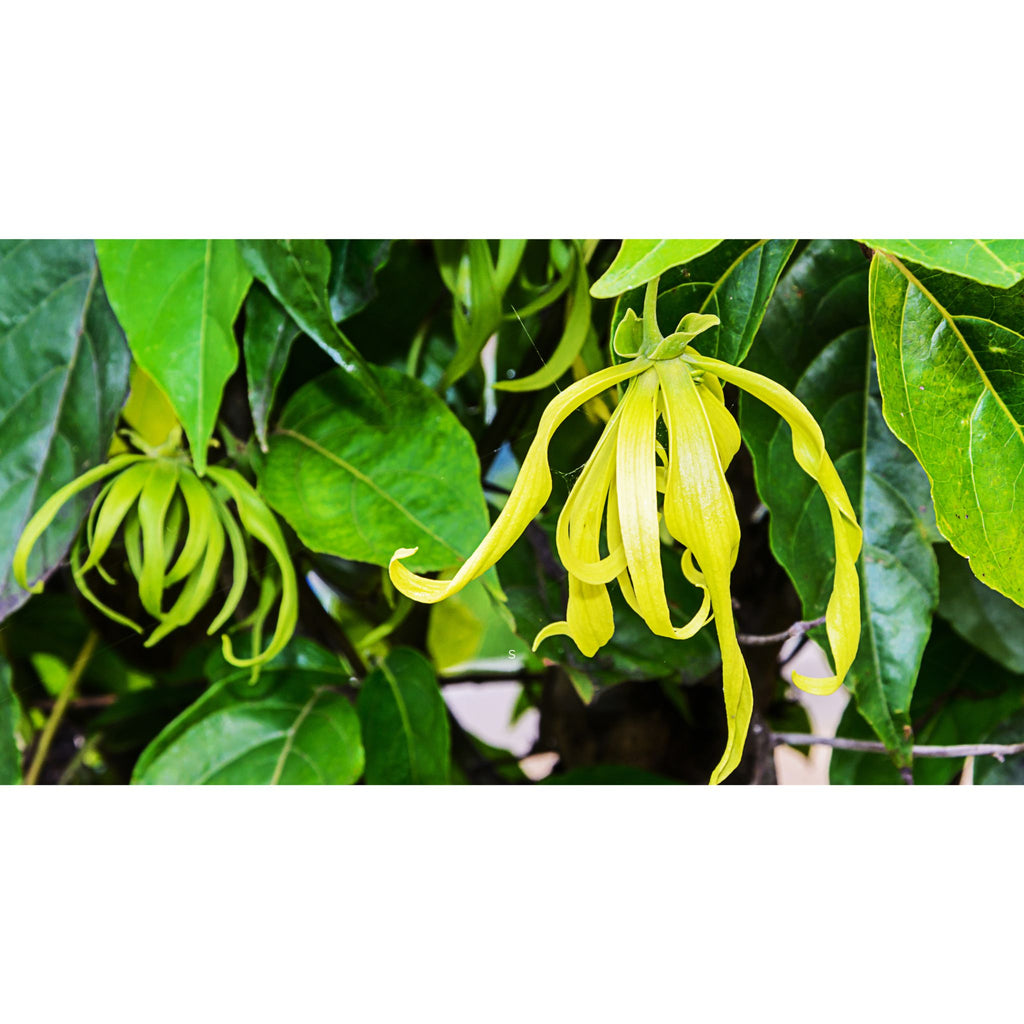 Ylang Ylang yellow plant